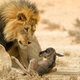 Predator and prey lock eyes. (Image: Johan Kloppers)